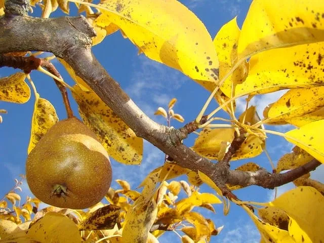 albero pere