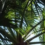Potatura Palme