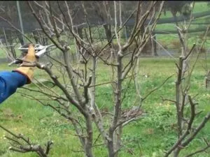 potatura di un albero di pero