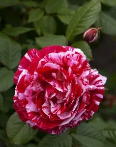 floribunda