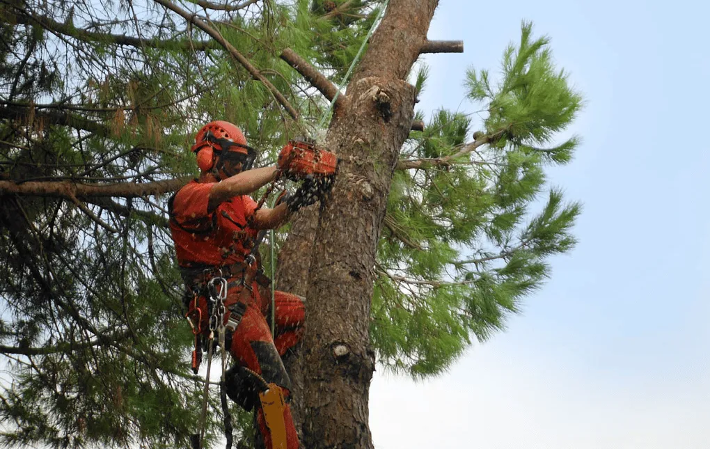abbattimento alberi ad alto fusto